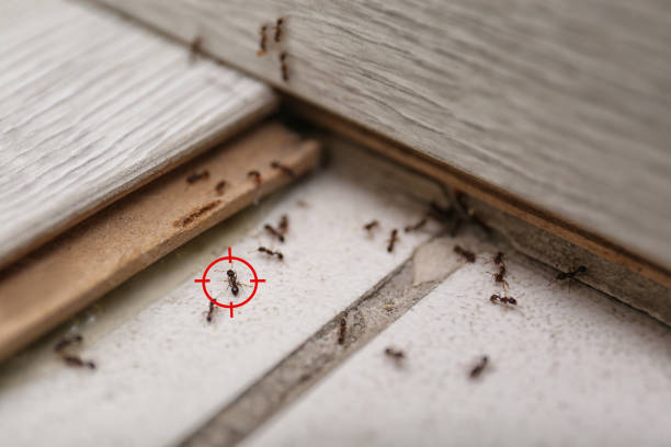Best Flea Control Services  in Empire, CA