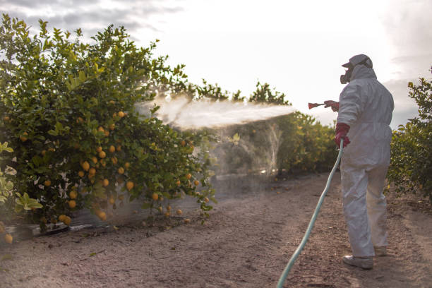 Best Bed Bug Extermination  in Empire, CA
