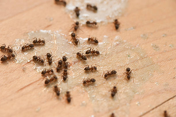 Insect Control in Empire, CA