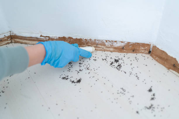 Best Mosquito Control Services  in Empire, CA